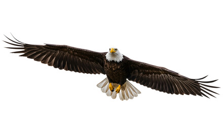 Obraz premium Bald eagle soaring with wings fully spread isolated on white background, symbol of freedom and strength
