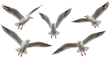 Fototapeta premium Group of five seagulls flying isolated on white background, soaring birds in flight, perfect for nature or wildlife projects