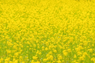 満開の菜の花