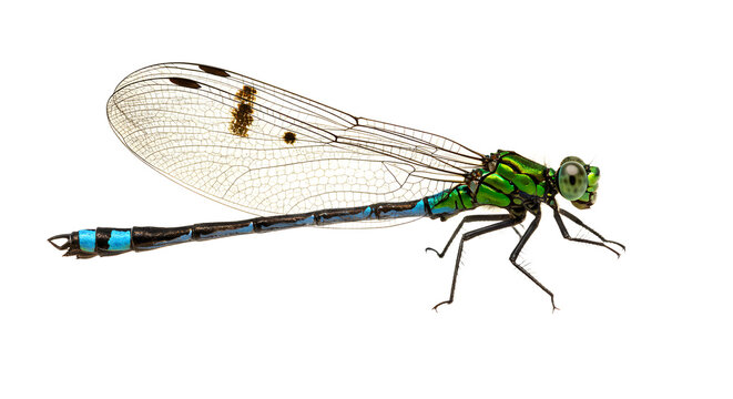 Close-up of a colorful dragonfly with transparent wings isolated on white background, perfect for nature and wildlife projects