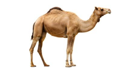 Profile of a standing camel isolated on white background, desert animal with distinct hump, perfect for wildlife and nature projects