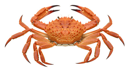 Orange cooked crab isolated on white background with claws extended, fresh seafood delicacy, perfect for culinary menus