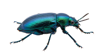 Fototapeta premium Close-up of a shiny metallic blue beetle isolated on white background, perfect for entomology and nature projects