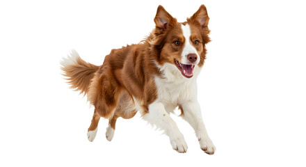 Energetic brown and white Border Collie dog running isolated on white background, perfect for pet and animal content