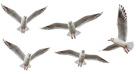 Group of seagulls in flight isolated on white background, perfect for nature and wildlife projects