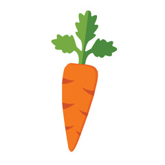 Carrot Illustration
