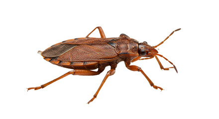 Brown insect isolated on white background, close-up of a true bug perfect for entomology and nature study