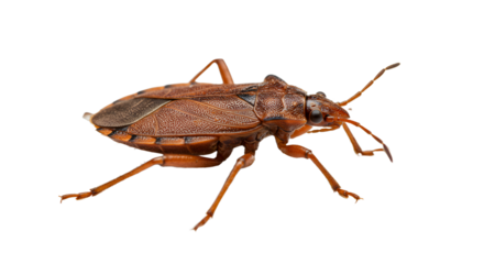 Brown insect isolated on white background, close-up of a true bug perfect for entomology and nature study