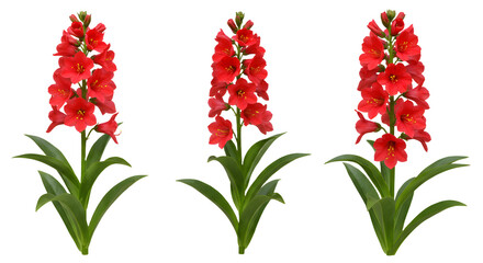Three bright red gladiolus flowers with green leaves isolated on white background, perfect for floral designs and gardening projects