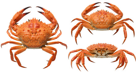 Three cooked orange crabs isolated on white background, seafood delicacy perfect for culinary menus and restaurant promotions