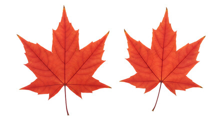 Two vibrant red maple leaves isolated on white background, perfect for autumn and fall season projects
