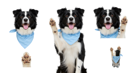 Happy black and white Border Collie dog wearing a blue bandana with raised paw isolated on white, playful pet portrait perfect for pet care and training content