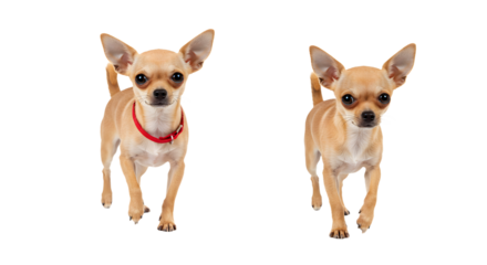 Two small tan Chihuahuas with large ears standing side by side isolated on white background, perfect for pet and animal themes