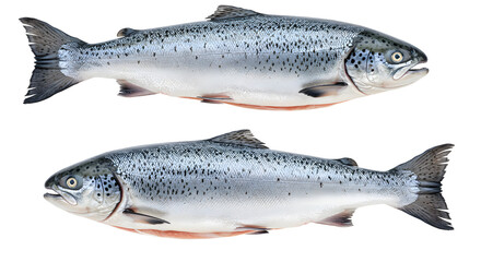 Obraz premium Fresh whole salmon fish isolated on white background, perfect for seafood recipes and culinary presentations