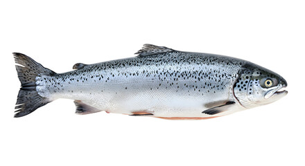 Obraz premium Fresh whole salmon with silver and black scales isolated on white background, perfect for seafood menus and cooking presentations