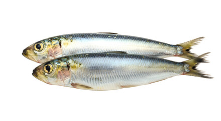 Obraz premium Fresh raw sardines isolated on white background, healthy seafood ingredient perfect for cooking