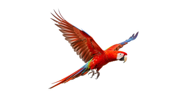 Red macaw parrot in mid-flight with vibrant feathers and extended wings, isolated on white background, perfect for wildlife and nature projects