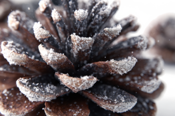 Close-up of a pine cone covered in frost a winter nature detail perfect for seasonal backgrounds and holiday themes
