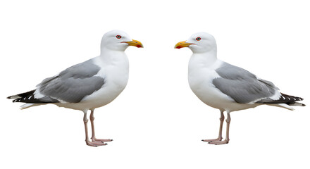Fototapeta premium Two seagulls facing each other isolated on white background, coastal birds side by side, perfect for wildlife and nature projects