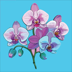 Obraz premium orchid flower vector illustration