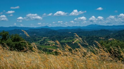 Naklejka premium Golden Grass Field Against Blue Sky and Mountains