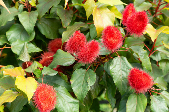 Bixa Orellana - Annatto Bush Loaded And Ready For Harvest