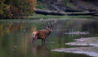 Red deer in natural habitat standing in shallow water