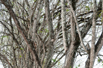 Leafless Tree Branches Against A Clear White Sky