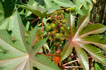 Fototapeta premium Seeds And Green Leaves Of Ricinus Communis For The Production Of Industrial Oil