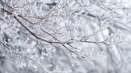 Delicate branches are covered in glistening frost transforming the winter setting into a magical wonderland.