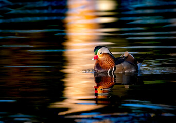 Colorful Mandarin duck drake in the water with light reflections off the surface