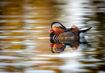Colorful Mandarin duck drake in the water with light reflections off the surface