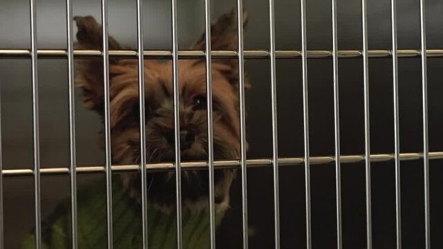 Yorkie Poo small dog in dark cage 