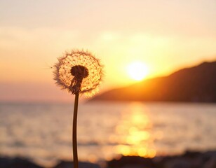 Delicate Dandelion Seed Head Silhouetted Against a Blurry Ocean and Sunset Sky Orange and Brown Tones
