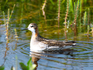 red-necked phalarope swimming in a lake