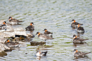 red-necked phalarope swimming in a lake