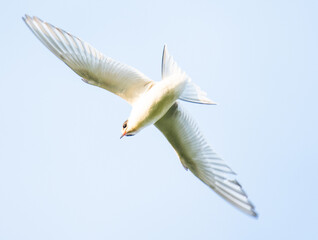 Arctic Tern flying in the sky