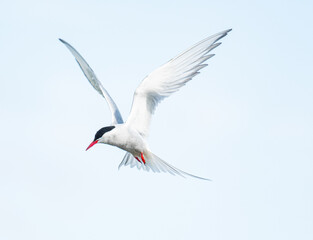 Arctic Tern flying in the sky
