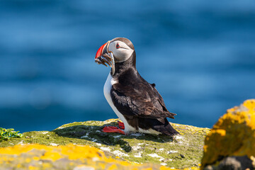puffin on island of Grimsey in North Iceland