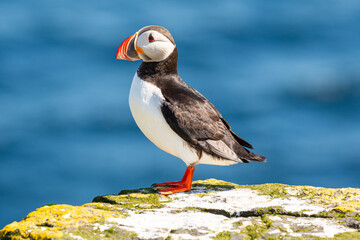 puffin on island of Grimsey in North Iceland