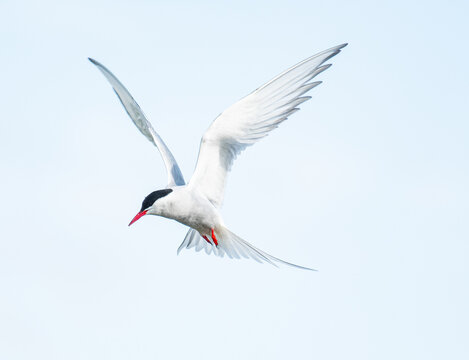 Arctic Tern flying in the sky