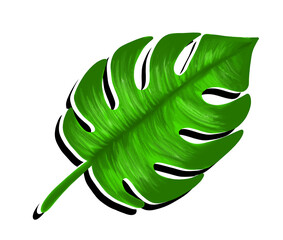 green leaf isolated on white background