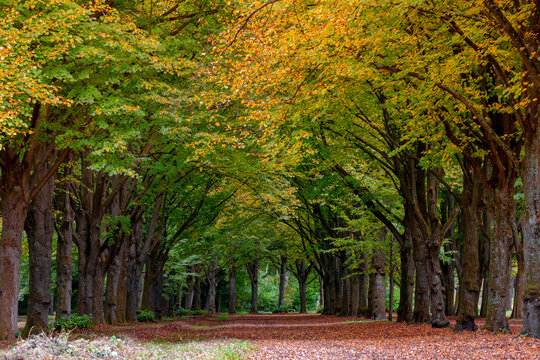 Autumn landscape, Nature gravel path or walkway under tree tunnel, Colourful yellow orange leaves on trees, Amsterdamse Bos (Forest) Park in the municipalities of Amstelveen and Amsterdam, Netherlands