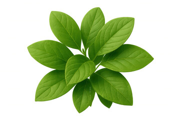 Fototapeta premium Green plant leaves with fresh foliage, top view, transparent background for botany and nature concepts