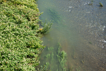 水の流れる川辺の風景