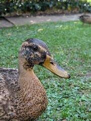 brown duck at the park