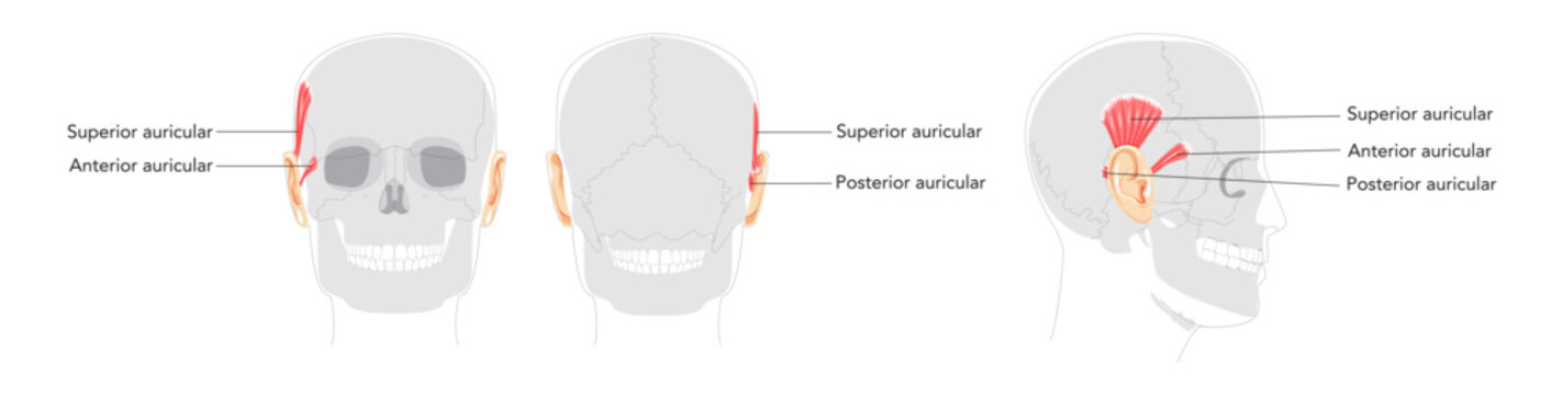 Superior Anterior auricular - Ear muscle illustrated in anatomy chart, elevates the ear, important for auricular movement studies and medical reference.