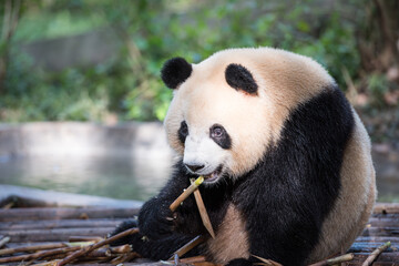 Fototapeta premium A panda chewing on bamboo shoots at the Chengdu Research Base of Giant Panda Breeding in Chengdu, China