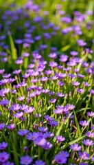 Obraz premium A profusion of tiny purple wildflowers carpet the meadow, their delicate petals unfurling in the sunlight, floral, flora, romantic
