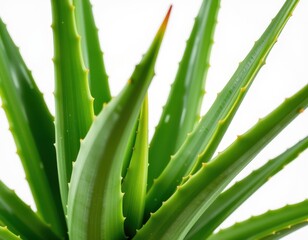 Fototapeta premium Lush green aloe vera plant isolated on a pure white background, showcasing its succulent leaves and vibrant color, nature, close-up, detailed